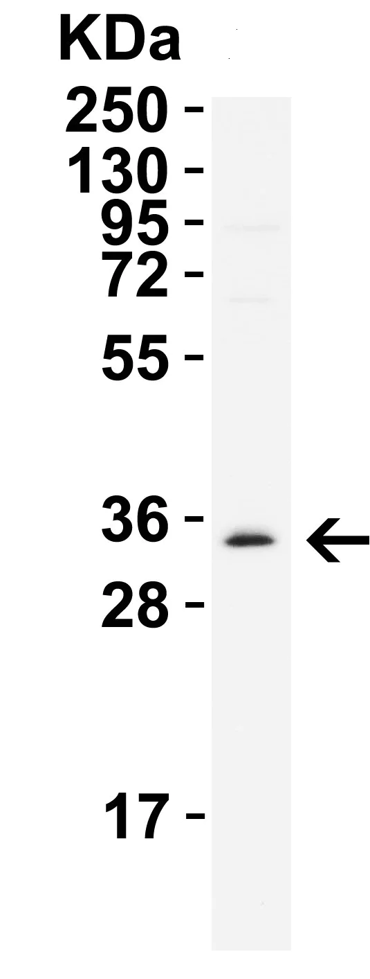 Western blot - Anti-Nanog antibody (AB106465)