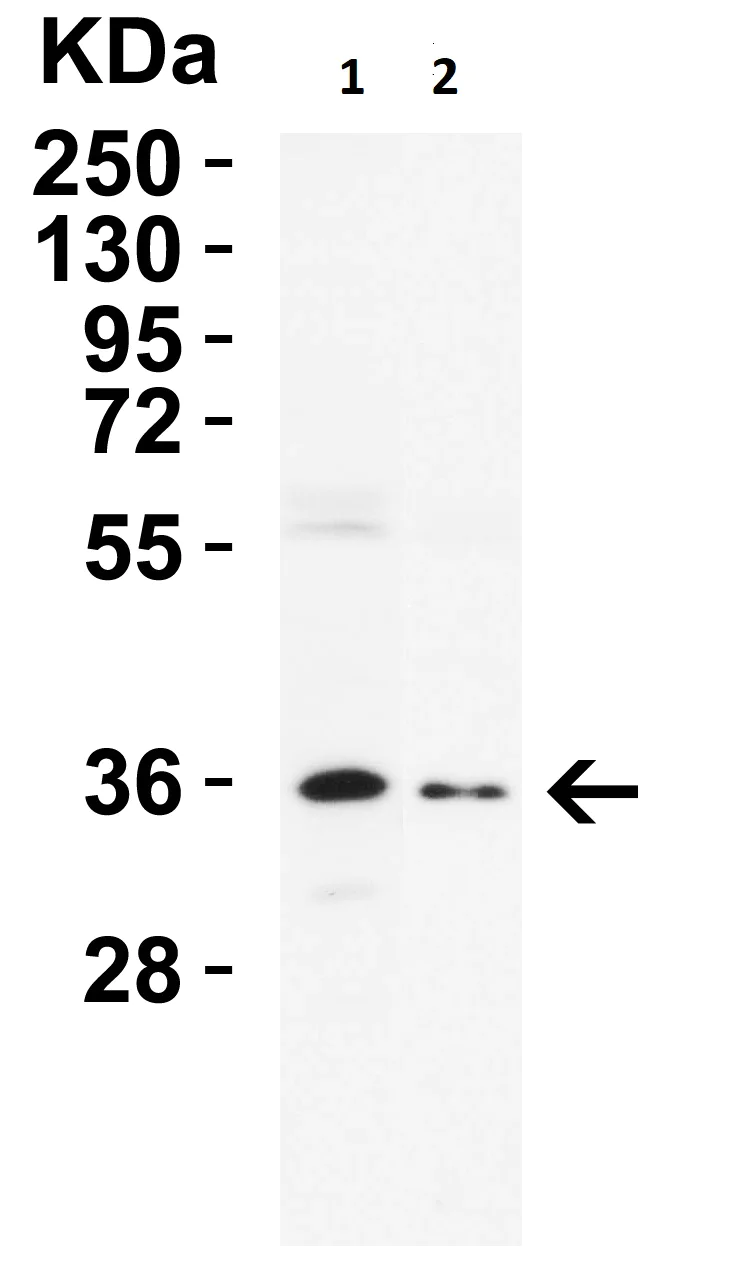 Western blot - Anti-Nanog antibody (AB106465)