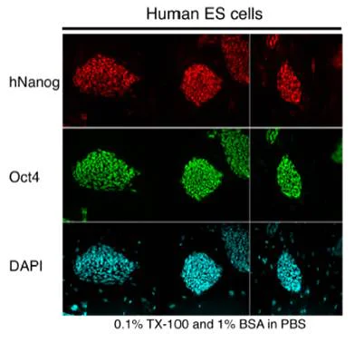 Immunocytochemistry/ Immunofluorescence - Anti-Nanog antibody (AB21624)