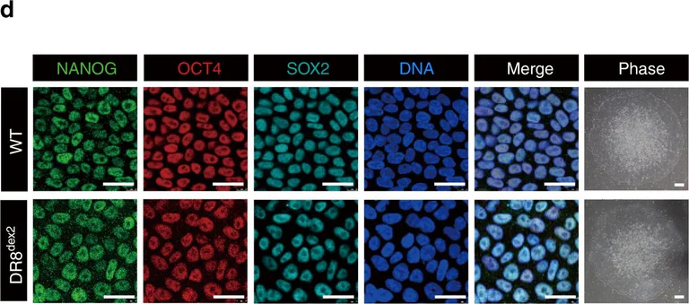 Immunocytochemistry/ Immunofluorescence - Anti-Nanog antibody (AB21624)