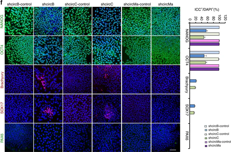 Immunocytochemistry/ Immunofluorescence - Anti-Nanog antibody (AB21624)