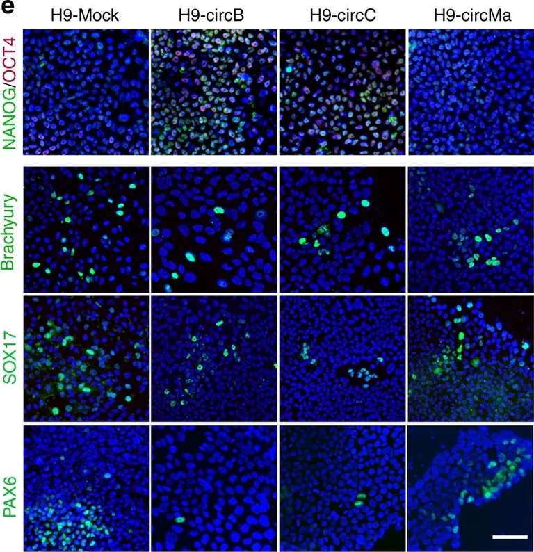 Immunocytochemistry/ Immunofluorescence - Anti-Nanog antibody (AB21624)