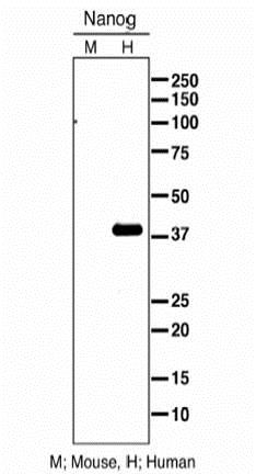 Western blot - Anti-Nanog antibody (AB21624), expandable thumbnail
