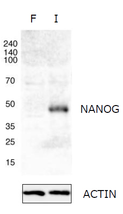 Western blot - Anti-Nanog antibody (AB21624), expandable thumbnail