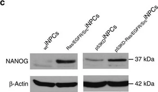Western blot - Anti-Nanog antibody (AB21624)