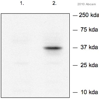 Western blot - Anti-Nanog antibody (AB70482), expandable thumbnail