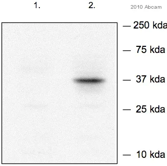 Western blot - Anti-Nanog antibody (AB70482)