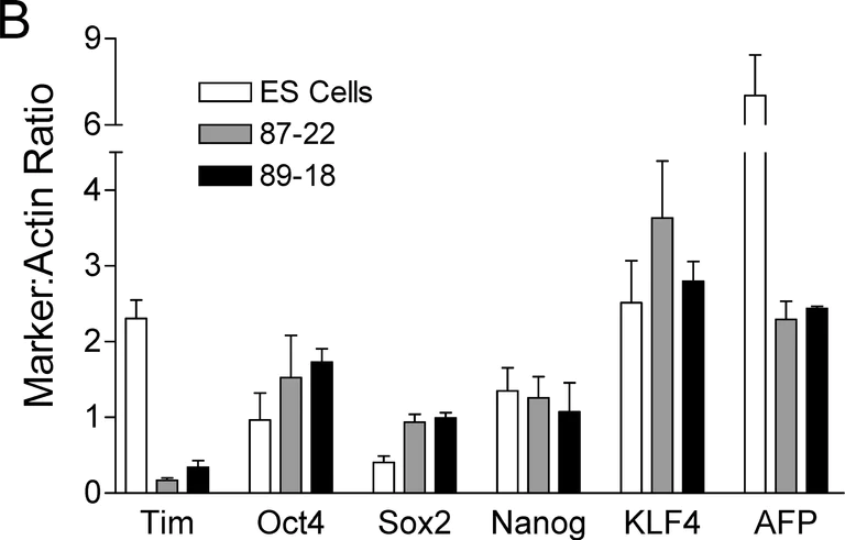 Western blot - Anti-Nanog antibody (AB70482)