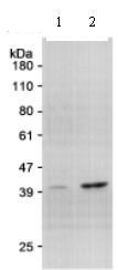 Western blot - Anti-Nanog antibody (AB70482), expandable thumbnail