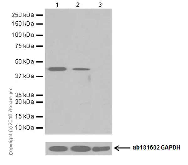Western blot - Anti-Nanog antibody [EPR19646] (AB203919)