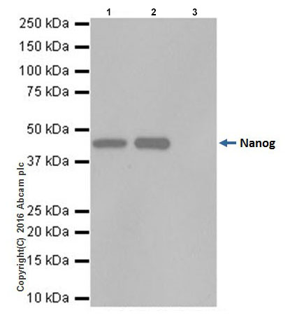 Immunoprecipitation - Anti-Nanog antibody [EPR19646] - BSA and Azide free (AB251409), expandable thumbnail