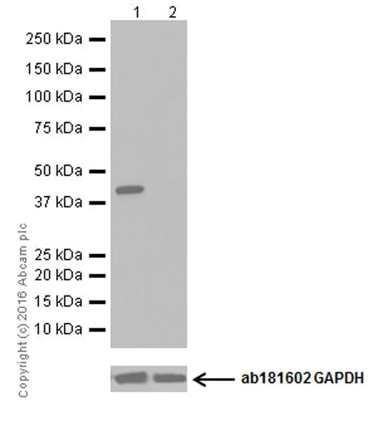 Western blot - Anti-Nanog antibody [EPR19646] - BSA and Azide free (AB251409)