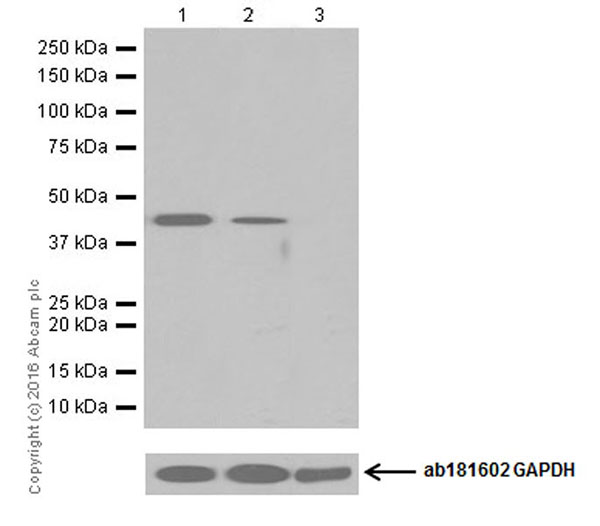 Western blot - Anti-Nanog antibody [EPR19646] - BSA and Azide free (AB251409), expandable thumbnail