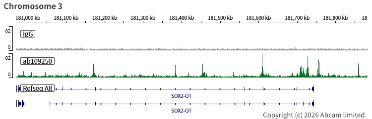 ChIC/CUT&RUN sequencing - Anti-Nanog antibody [EPR2027(2)] (AB109250)