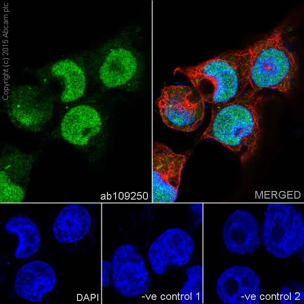 Immunocytochemistry/ Immunofluorescence - Anti-Nanog antibody [EPR2027(2)] (AB109250)