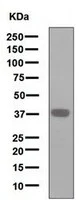 Western blot - Anti-Nanog antibody [EPR2027(2)] (AB109250)