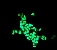 Immunocytochemistry/ Immunofluorescence - Anti-Nanog antibody [EPR2027(2)] - BSA and Azide free (AB218524)