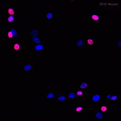 Immunocytochemistry/ Immunofluorescence - Anti-Nanog antibody [EPR2027(2)] - BSA and Azide free (AB218524)