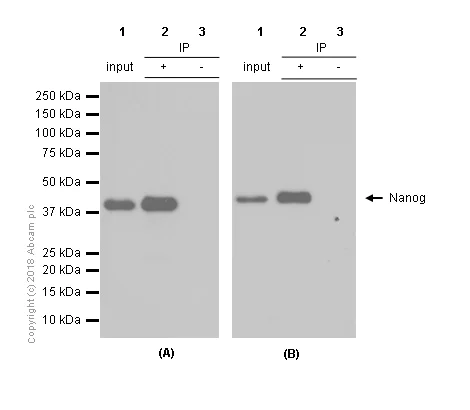 Immunoprecipitation - Anti-Nanog antibody [EPR2027(2)] - BSA and Azide free (AB218524)