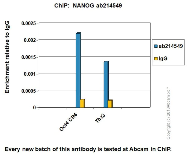 ChIP - Anti-Nanog antibody [EPR20694] - BSA and Azide free (AB231300)