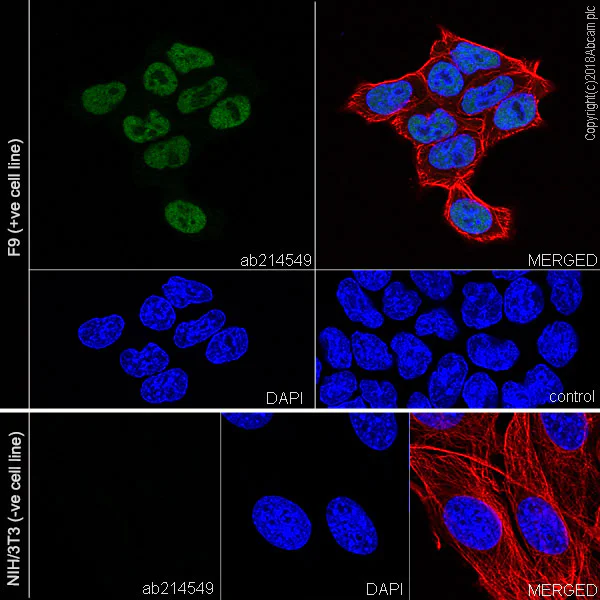 Immunocytochemistry/ Immunofluorescence - Anti-Nanog antibody [EPR20694] - BSA and Azide free (AB231300)