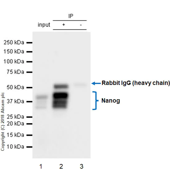 Immunoprecipitation - Anti-Nanog antibody [EPR20694] - BSA and Azide free (AB231300)
