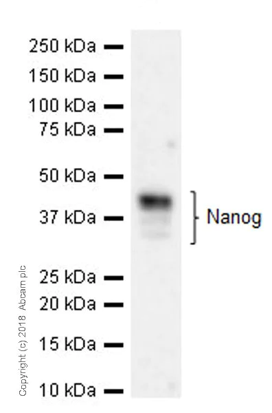Western blot - Anti-Nanog antibody [EPR20694] - ChIP Grade (AB214549)