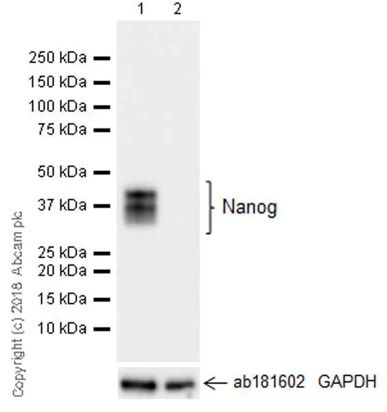 Western blot - Anti-Nanog antibody [EPR20694] - ChIP Grade (AB214549)