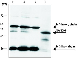 Immunoprecipitation - Anti-Nanog antibody [NNG-811] (AB62734), expandable thumbnail