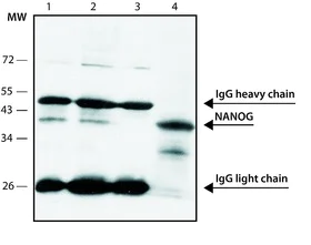 Immunoprecipitation - Anti-Nanog antibody [NNG-811] (AB62734)
