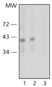 Western blot - Anti-Nanog antibody [NNG-811] (AB62734)