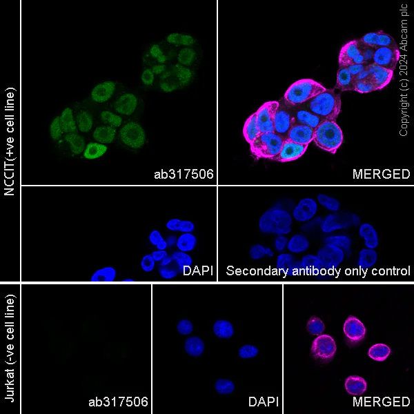 Immunocytochemistry/ Immunofluorescence - Anti-Nanog antibody [RM1168] - BSA and Azide free (AB317507)