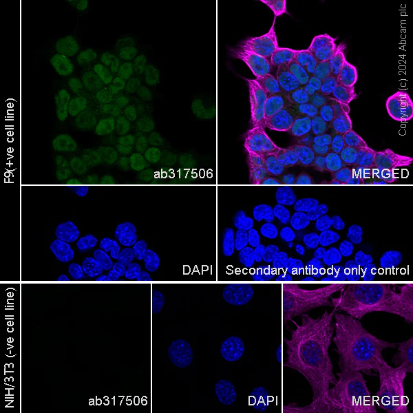 Immunocytochemistry/ Immunofluorescence - Anti-Nanog antibody [RM1168] - BSA and Azide free (AB317507)