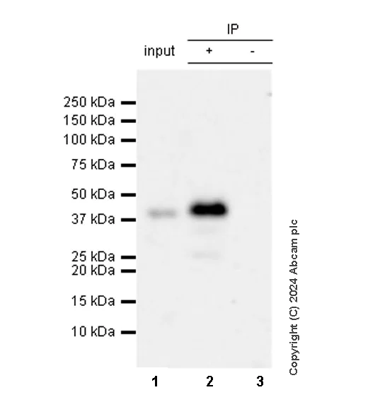 Immunoprecipitation - Anti-Nanog antibody [RM1168] - BSA and Azide free (AB317507)