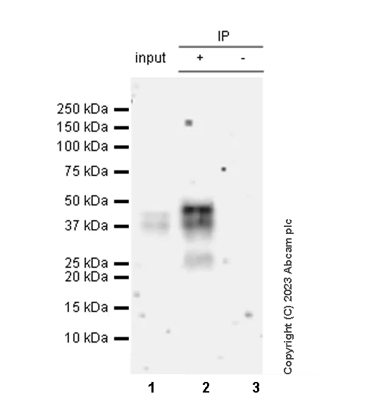 Immunoprecipitation - Anti-Nanog antibody [RM1168] - BSA and Azide free (AB317507)