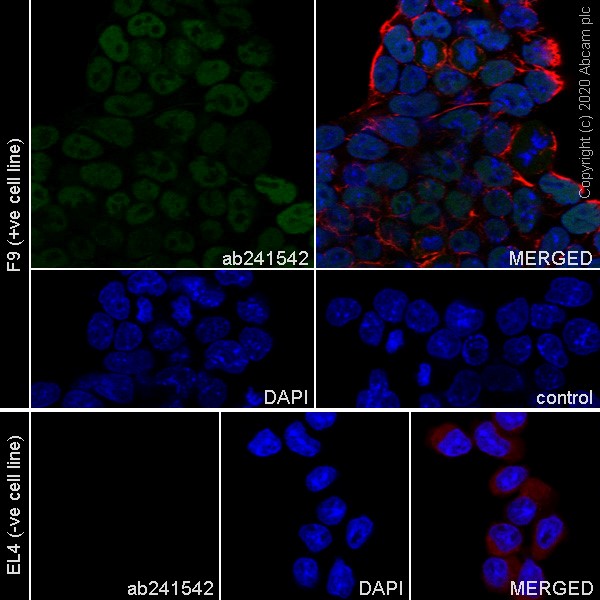 Immunocytochemistry - Anti-Nanog antibody [SER211] (AB241542), expandable thumbnail