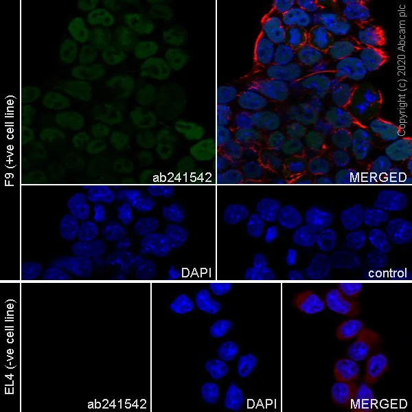 Immunocytochemistry - Anti-Nanog antibody [SER211] (AB241542)