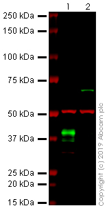 Western blot - Anti-Nanog antibody [SER211] (AB241542), expandable thumbnail