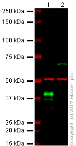 Western blot - Anti-Nanog antibody [SER211] (AB241542)
