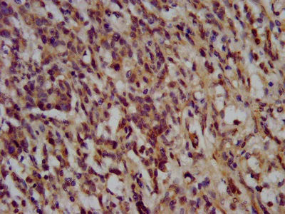 Immunohistochemistry (Formalin/PFA-fixed paraffin-embedded sections) - Anti-NANS antibody (AB236783)