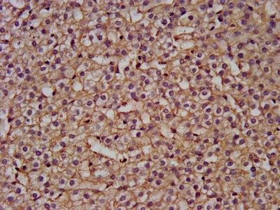 Immunohistochemistry (Formalin/PFA-fixed paraffin-embedded sections) - Anti-NANS antibody (AB236783), expandable thumbnail