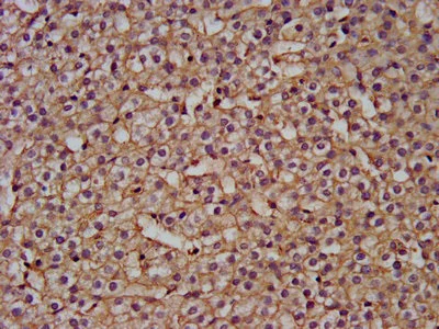 Immunohistochemistry (Formalin/PFA-fixed paraffin-embedded sections) - Anti-NANS antibody (AB236783)