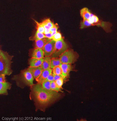 Immunocytochemistry/ Immunofluorescence - Anti-NAP1L1 antibody (AB21630)
