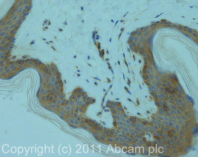 Immunohistochemistry (Formalin/PFA-fixed paraffin-embedded sections) - Anti-NAP1L1 antibody (AB21630)
