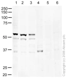 Western blot - Anti-NAP1L1 antibody (AB21630)