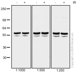 Western blot - Anti-NAP1L1 antibody (AB21630)