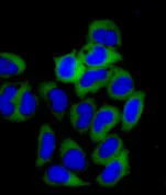 Immunocytochemistry/ Immunofluorescence - Anti-NAP1L1 antibody [EPR11845] (AB178687)
