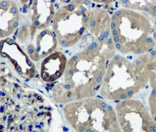 Immunohistochemistry (Formalin/PFA-fixed paraffin-embedded sections) - Anti-NAP1L1 antibody [EPR11845] (AB178687)
