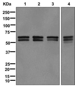 Western blot - Anti-NAP1L1 antibody [EPR12619] - BSA and Azide free (AB249826)