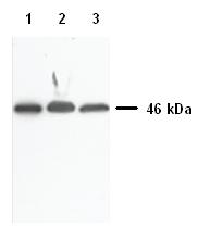 Western blot - Anti-NAPE-PLD antibody (AB95397)